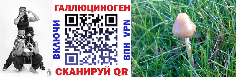 Псилоцибиновые грибы Psilocybe omg зеркало Шимановск даркнет как зайти где можно купить